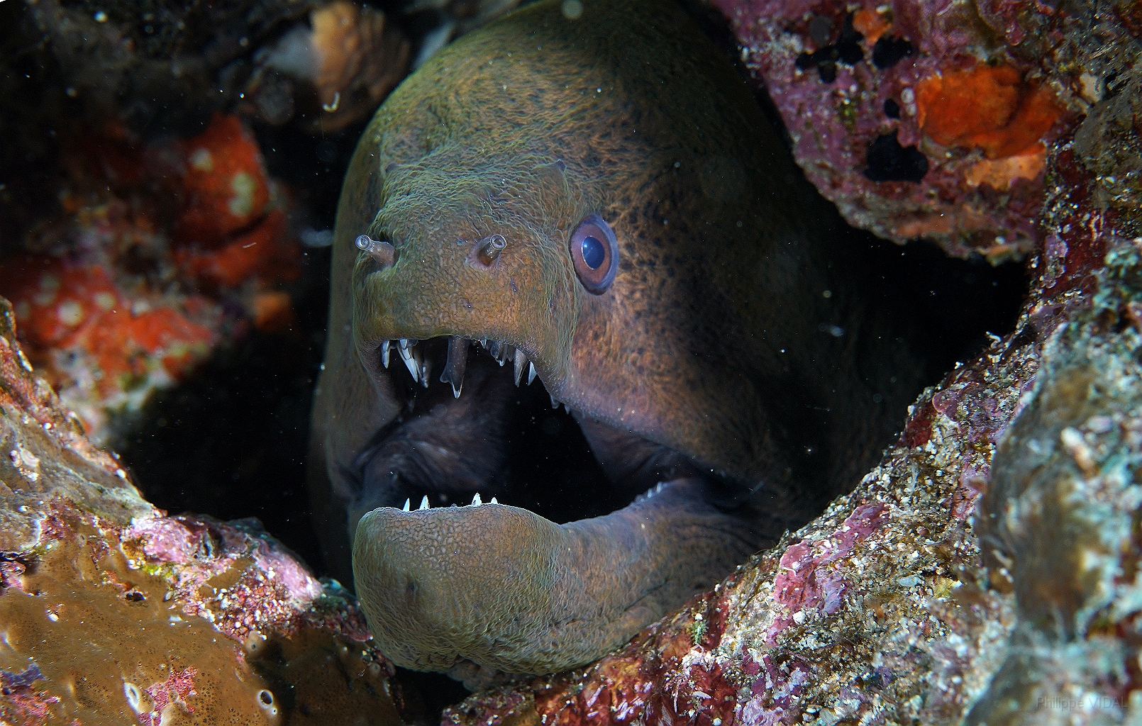 Banda Sea 2018 - DSC06000_rc - Giant moray - Murene Javanaise - Gymnothorax javanicus.jpg